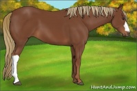 Horse Color:Chestnut 