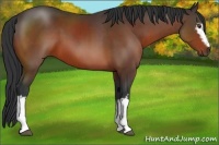 Horse Color:White Spotted Bay