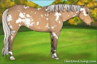 Horse Color:White Spotted Silver Buckskin 