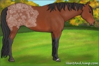 Horse Color:Bay Ice 
