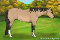 Horse Color:Buckskin Roan 