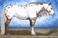 Horse Color:Silver Brown Frame Appaloosa Rabicano 