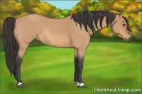 Horse Color:Buckskin Roan 