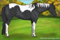 Horse Color:Black Tobiano 