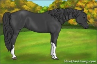 Horse Color:Smoky Black 