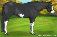 Horse Color:Black Splash Frame