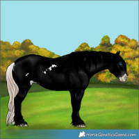 Horse Color:Gray Liver Chestnut Ice Pearl Splash Appaloosa 