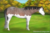 Horse Color:Bay Roan Splash