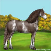 Horse Color:White Spotted Liver Chestnut 