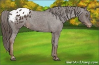Horse Color:Liver Chestnut Appaloosa 