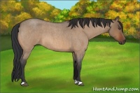Horse Color:Bay Roan Dun