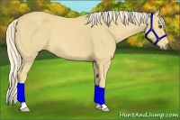 Horse Color:Palomino