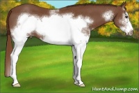 Horse Color:White Spotted Chestnut Frame 