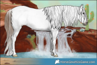 Horse Color:Gray Bay Roan Appaloosa 