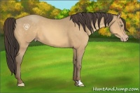 Horse Color:Amber Cream Champagne 