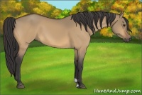 Horse Color:Buckskin Dun 