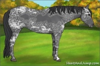 Horse Color:Black Ice 