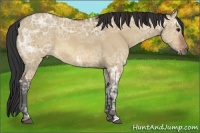 Horse Color:Bay Ice Dun 