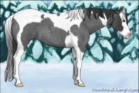 Horse Color:Smoky Blue Roan Splash Tobiano