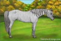 Horse Color:Blue Roan Varnish 
