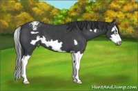 Horse Color:Blue Roan Splash Frame Appaloosa 