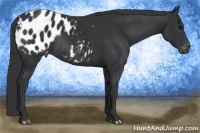 Horse Color:Black Blanket Rabicano 