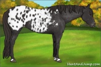 Horse Color:Liver Chestnut Appaloosa