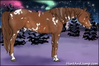 Horse Color:White Spotted Chestnut Sabino 