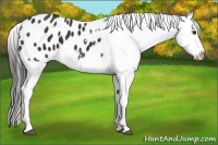 Horse Color:Liver Chestnut Sabino Appaloosa