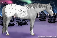 Horse Color:Liver Chestnut Sabino Appaloosa 