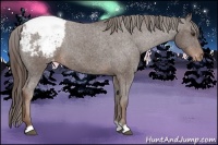 Horse Color:Liver Chestnut Appaloosa