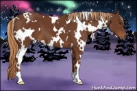 Horse Color:White Spotted Chestnut 