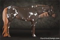 Horse Color:White Spotted Liver Chestnut 