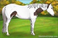 Horse Color:Liver Chestnut Sabino Splash Tobiano 