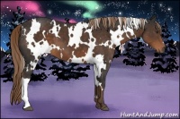 Horse Color:White Spotted Liver Chestnut 