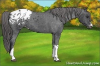 Horse Color:Black Appaloosa 