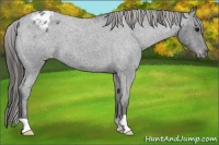 Horse Color:Blue Roan Varnish 