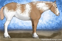 Horse Color:White Spotted Palomino