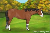 Horse Color:Bay Splash 