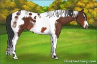 Horse Color:Bay Splash Tobiano Frame 