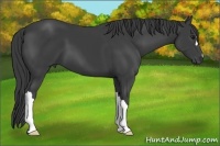 Horse Color:Smoky Black 