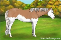 Horse Color:Silver Bay Splash 
