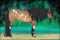 Horse Color:White Spotted Bay Dun