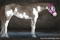 Horse Color:Liver Chestnut Sabino Splash
