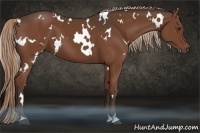 Horse Color:White Spotted Liver Chestnut