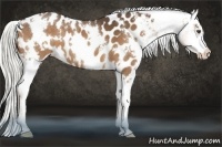 Horse Color:White Spotted Liver Chestnut Appaloosa 
