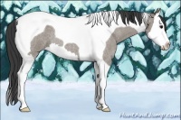 Horse Color:Grullo Roan Splash Tobiano