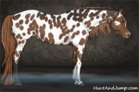 Horse Color:Liver Chestnut Appaloosa 