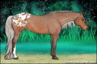 Horse Color:Silver Bay Appaloosa 