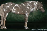 Horse Color:White Spotted Chocolate Palomino